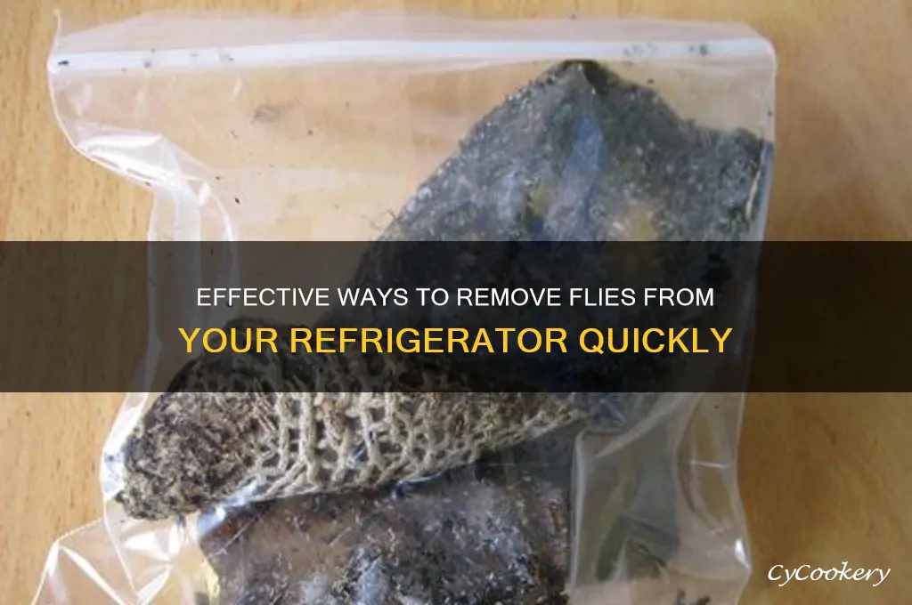 how to get flys out of refrigerator