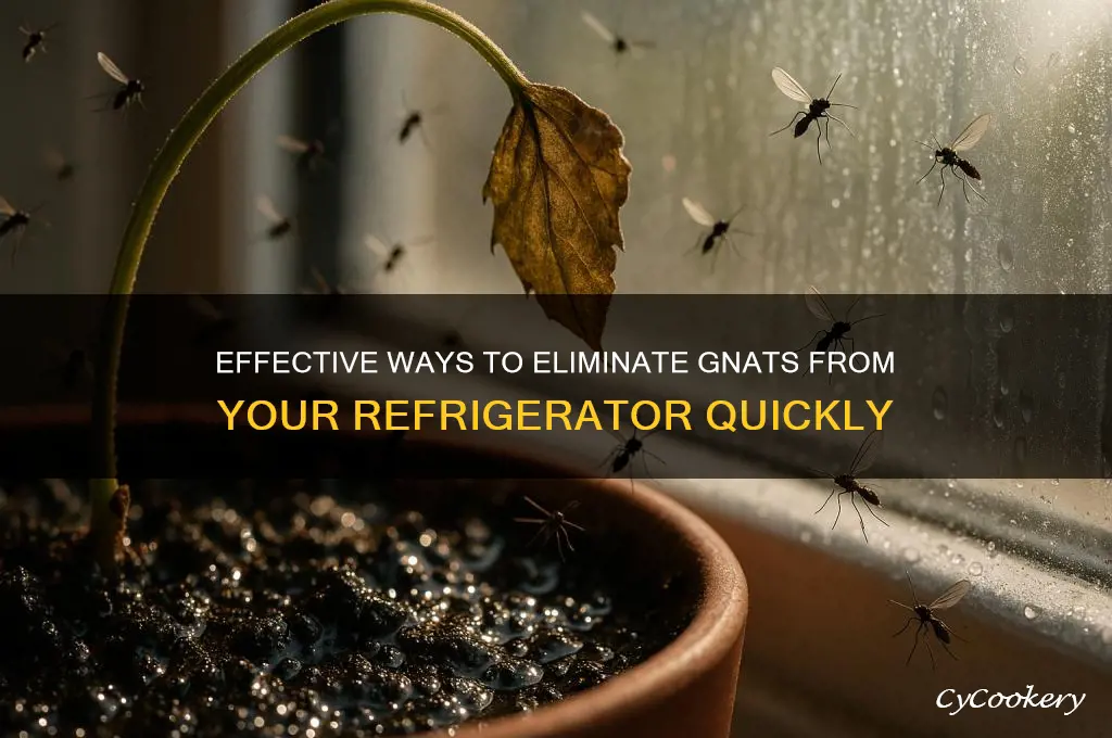 how to get gnats out of refrigerator