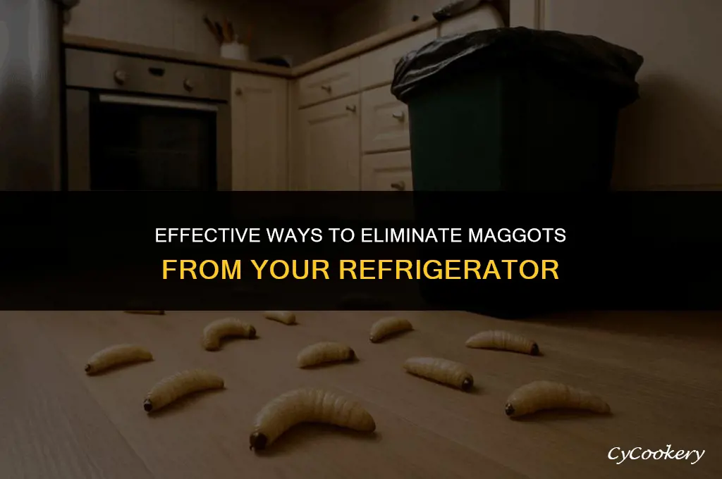 how to get maggots out of my refrigerator