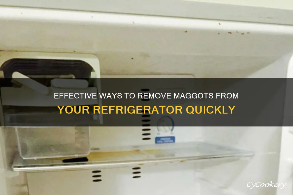 how to get maggots out of refrigerator