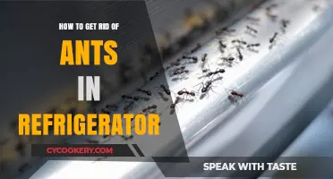 Effective Ways to Eliminate Ants from Your Refrigerator