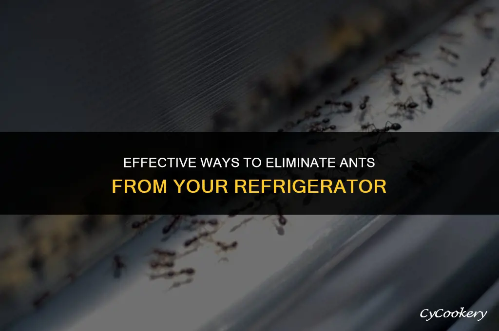 how to get rid of ants in refrigerator