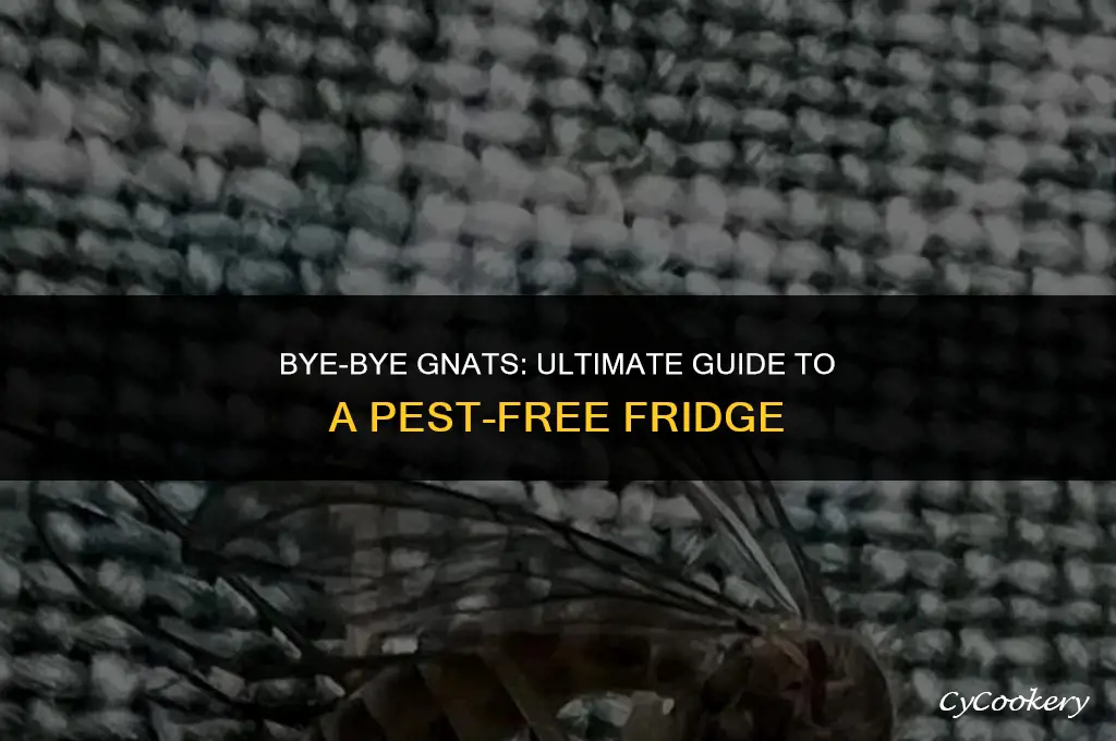 how to get rid of gnat invasion in refrigerator