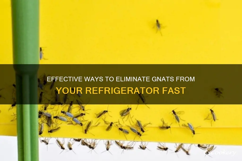 how to get rid of gnats in the refrigerator