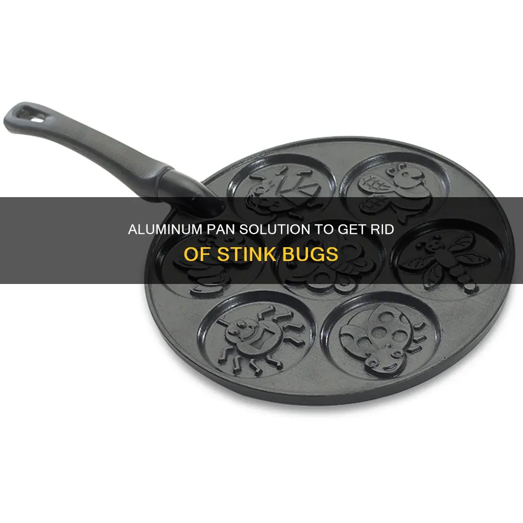 how to get rid of stink bugs with aluminum pan