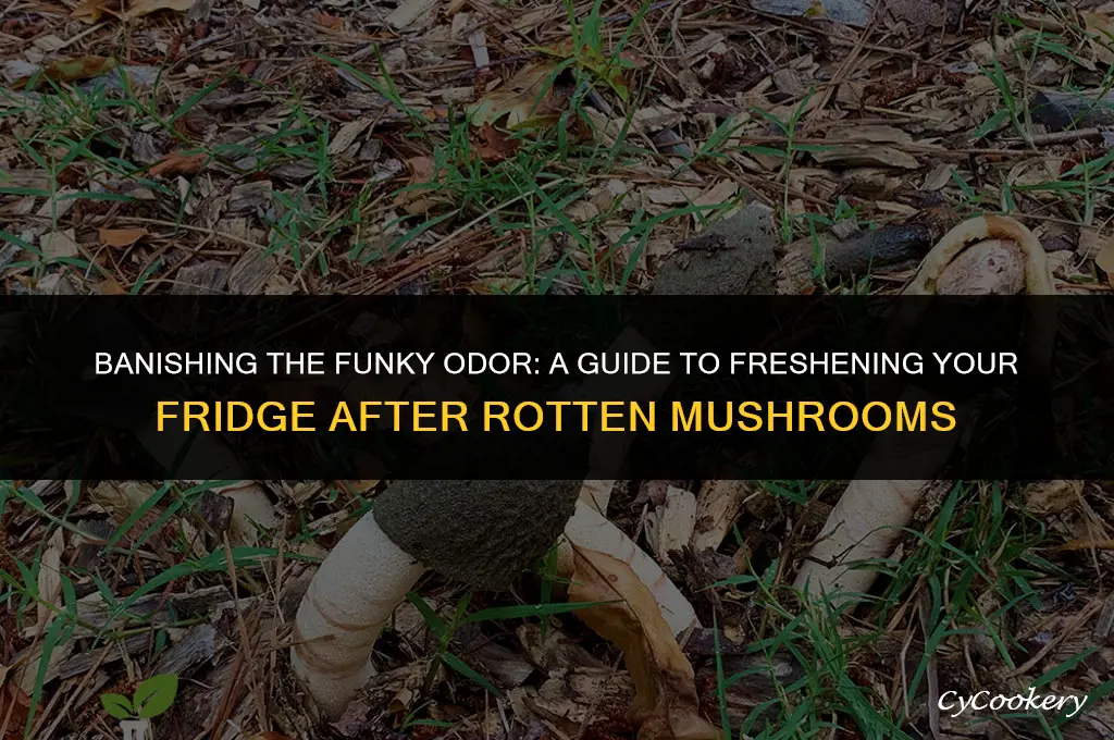 how to get smell of rotten mushroomsout of refrigerator