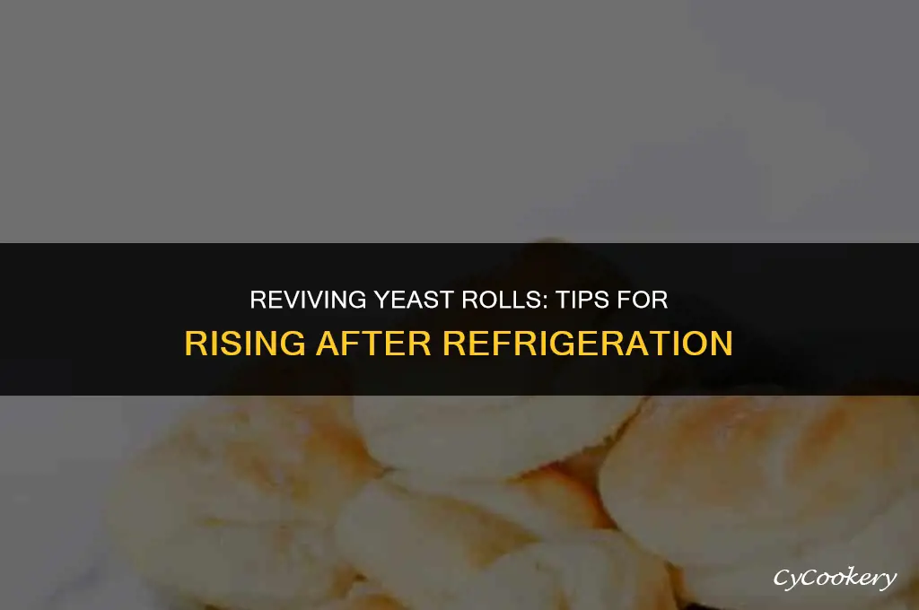 how to get yeast rolls to rise after refrigeration