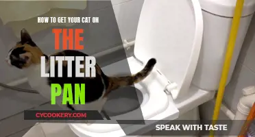 Training Your Cat: Litter Pan Basics