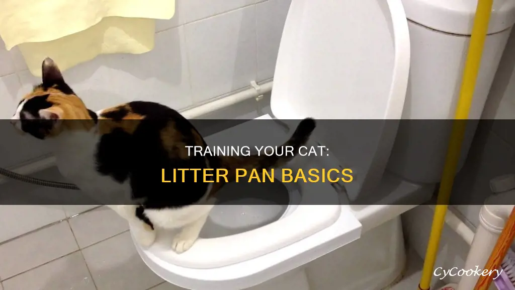 how to get your cat on the litter pan