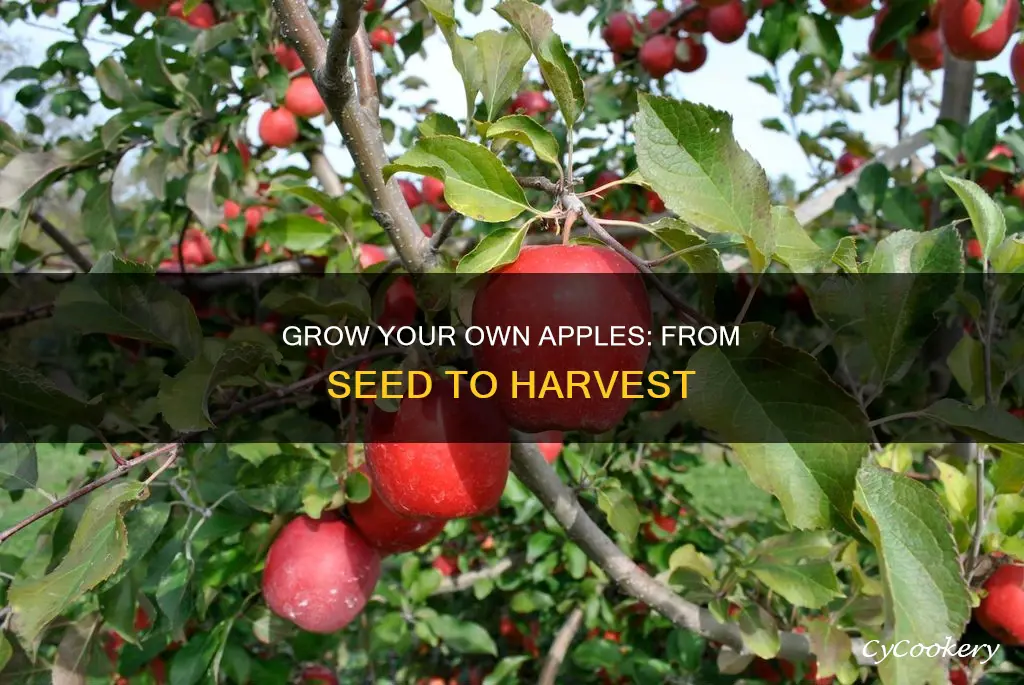 how to grow an apple tree pans harvest craft