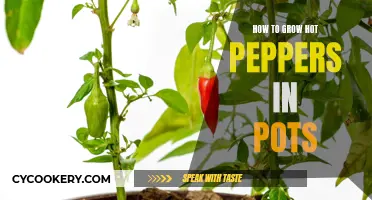 Container Gardening: Unlocking the Secrets to Growing Hot Peppers in Pots