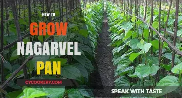 Growing Nagarvel Pan: A Step-by-Step Guide