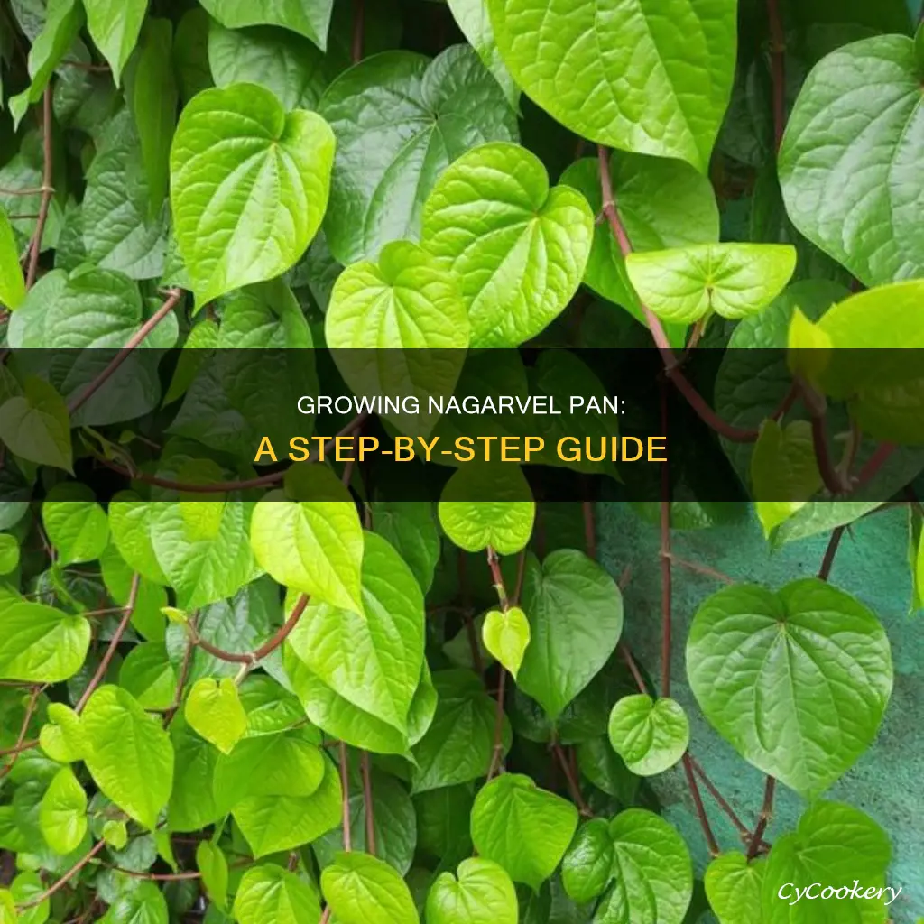 how to grow nagarvel pan