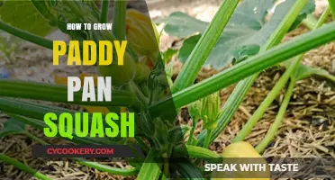 Grow Patty Pan Squash: A Beginner's Guide