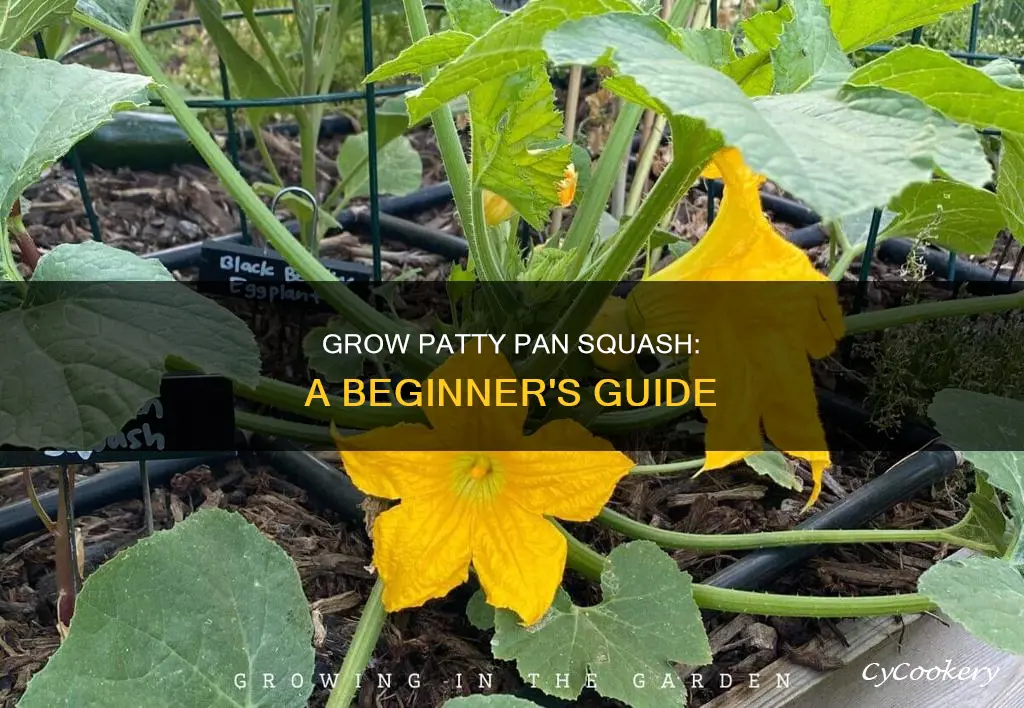 how to grow paddy pan squash