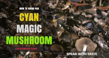 Grow Pan Cyan Magic Mushrooms: A Step-by-Step Guide