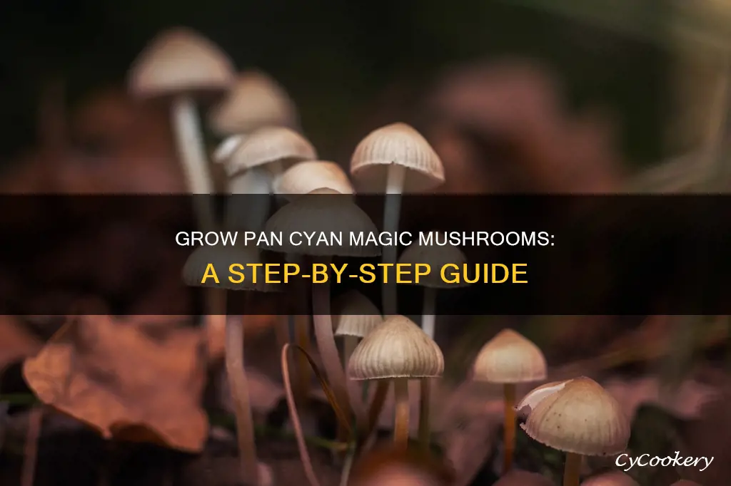 how to grow pan cyan magic mushroom