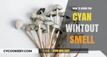 Growing Pan Cyan: Eliminating the Odor
