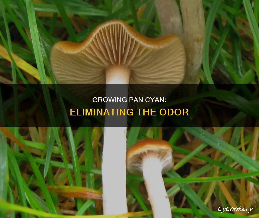 how to grow pan cyan wihtout smell