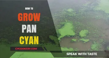The Ultimate Guide to Growing Pan Cyan