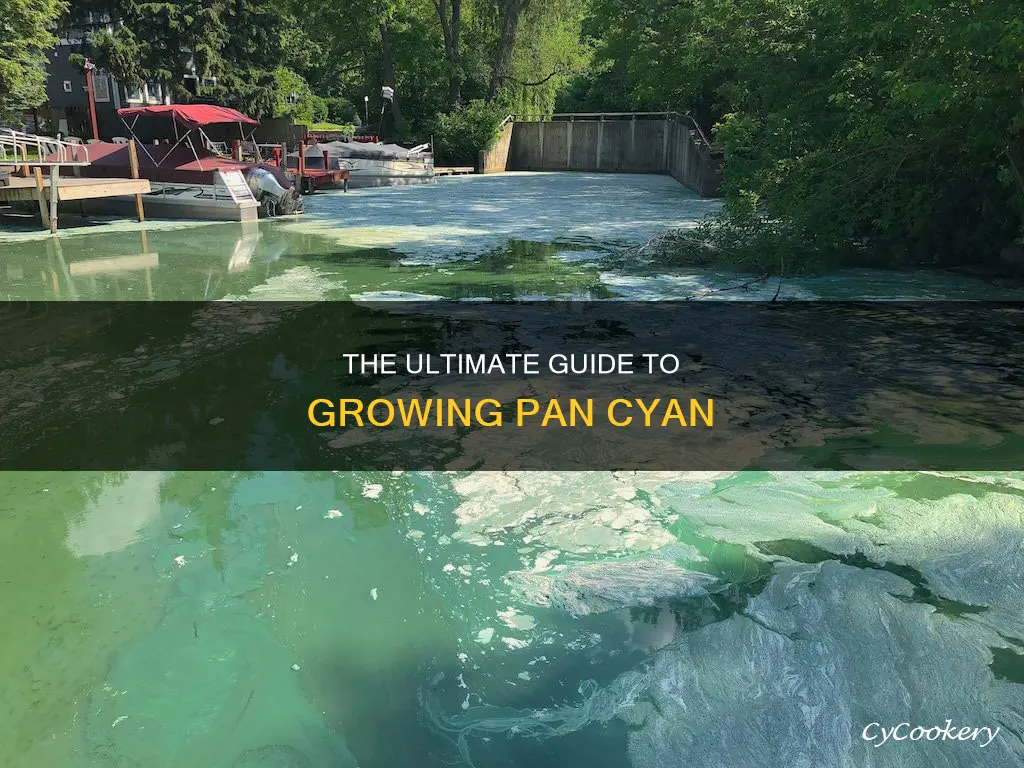 how to grow pan cyan