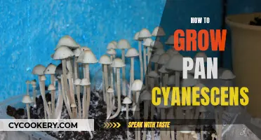 Grow Pan Cyanescens: A Comprehensive Guide to Cultivation