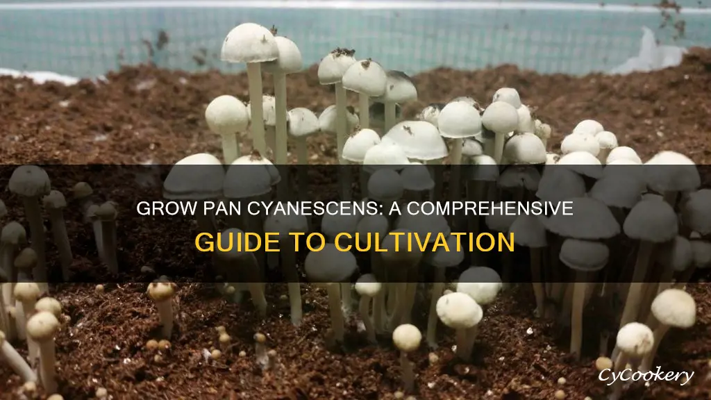 how to grow pan cyanescens