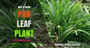 Growing Money Plants: A Guide to Pan Leaf Care
