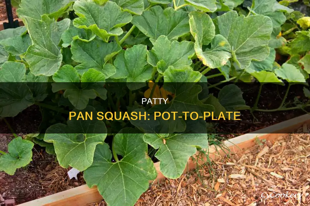 how to grow patty pan squash in pot from seed