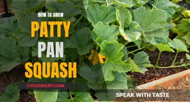 The Secrets to Growing Patty Pan Squash