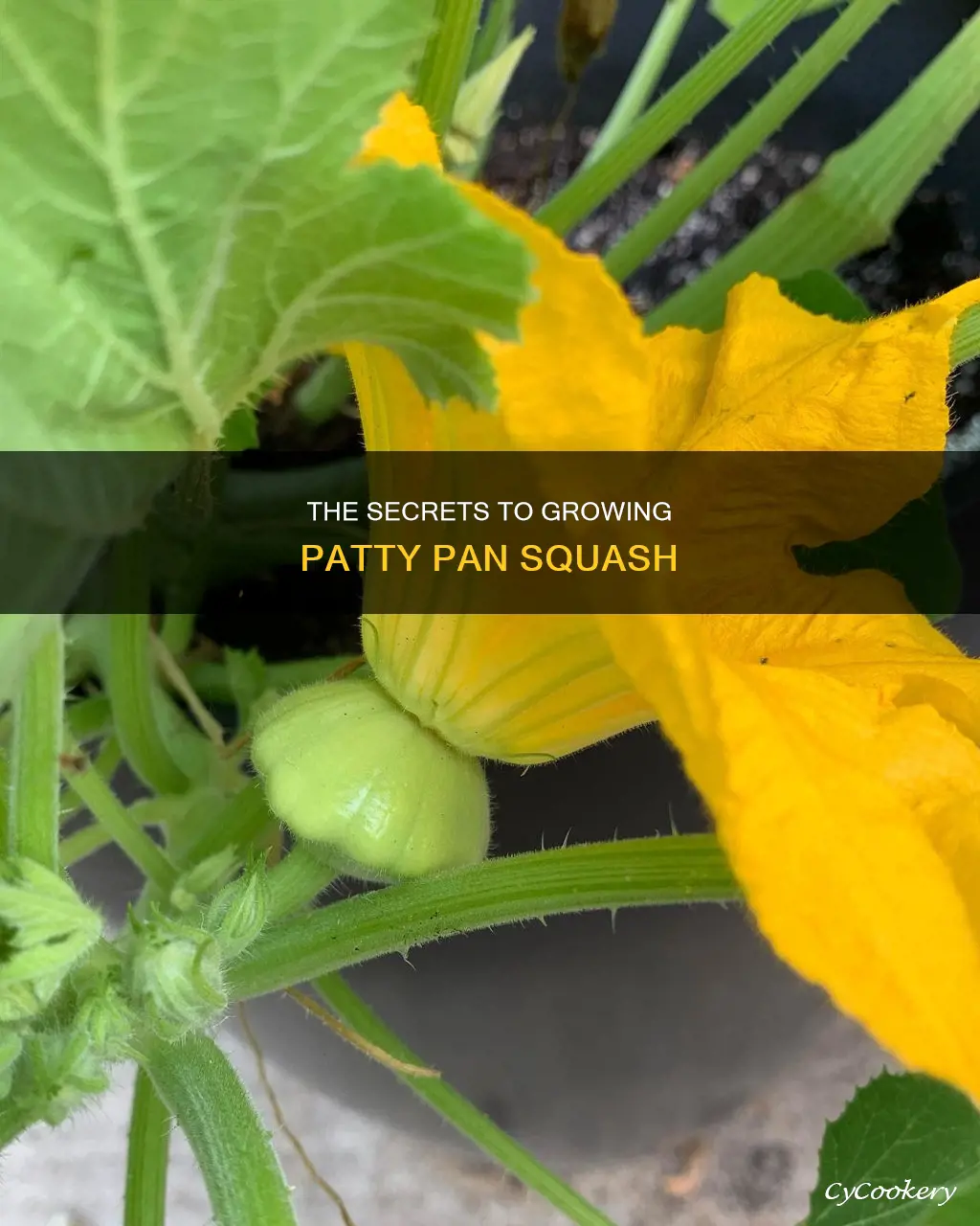 how to grow patty pan squash