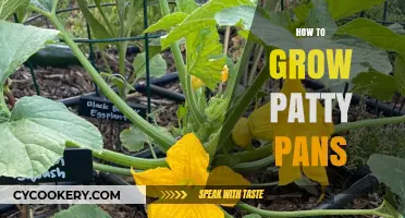 The Ultimate Guide to Growing Patty Pan Squash