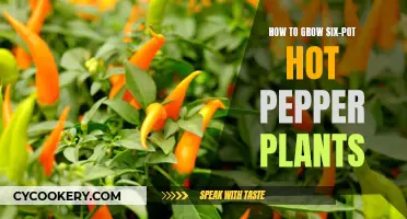 Growing a Six-Pack of Hot Peppers