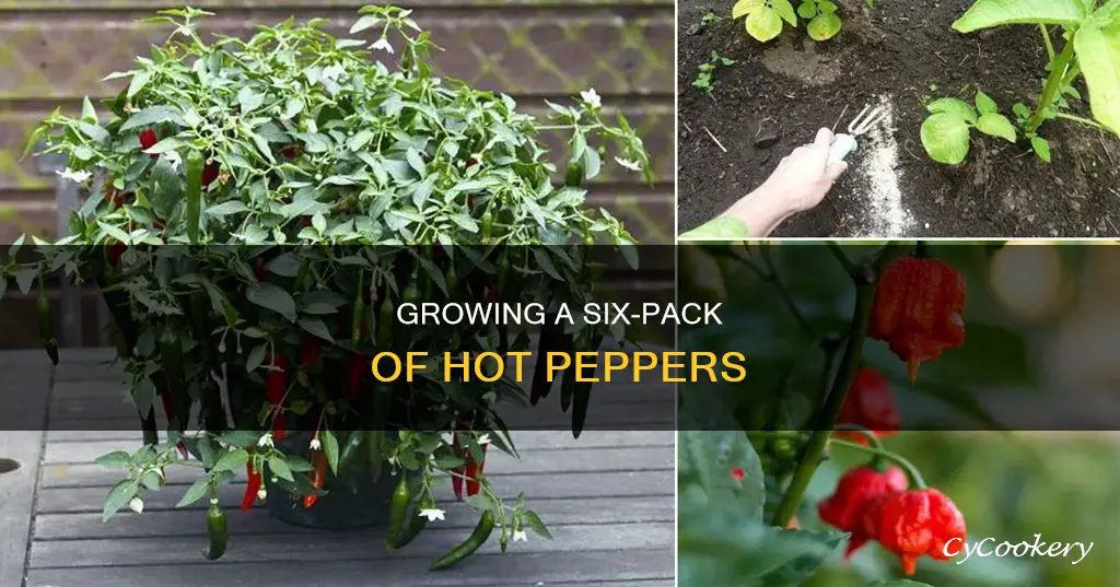 how to grow six-pot hot pepper plants