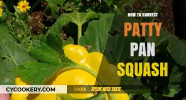 Harvesting Patty Pan Squash: A Step-by-Step Guide