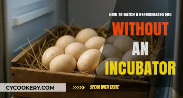 Cracking the Code: Hatching Refrigerated Eggs sans Incubator