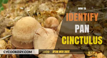 Recognizing Pan Cinctulus: A Quick Guide
