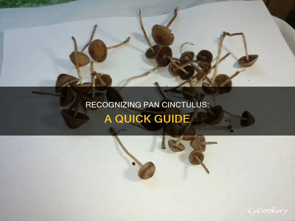 how to identify pan cinctulus