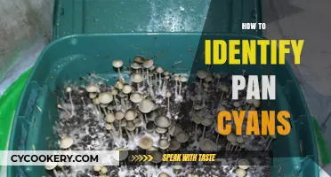 Spotting Pan Cyans: A Comprehensive Guide