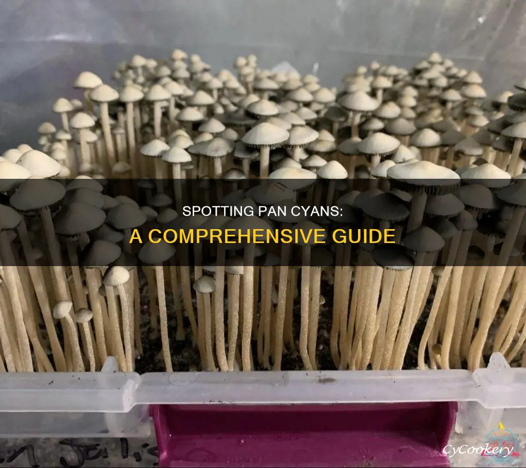 how to identify pan cyans