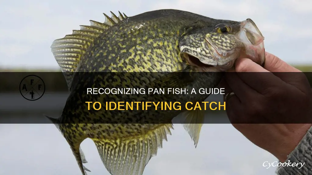 how to identify pan fish