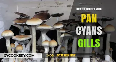 Identifying Wild Mushrooms: What to Look For