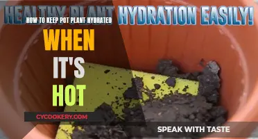 Keep Your Pot Plants Cool: Hydration Strategies for Hot Weather