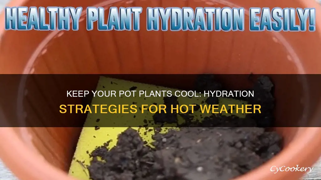 how to keep pot plant hydrated when it