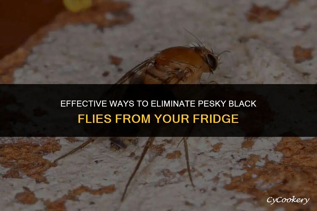 how to kill little black flies in a refrigerator