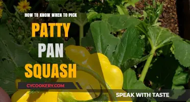 Picking Patty Pan Squash: The Perfect Timing