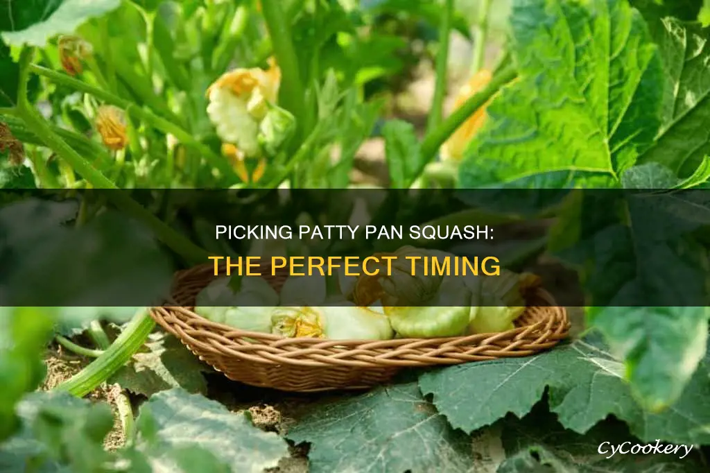 how to know when to pick patty pan squash