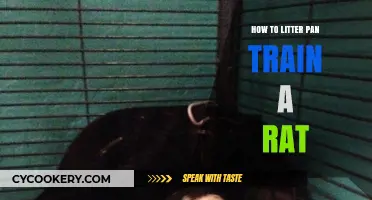Training Your Pet Rat: Litter Pan Basics