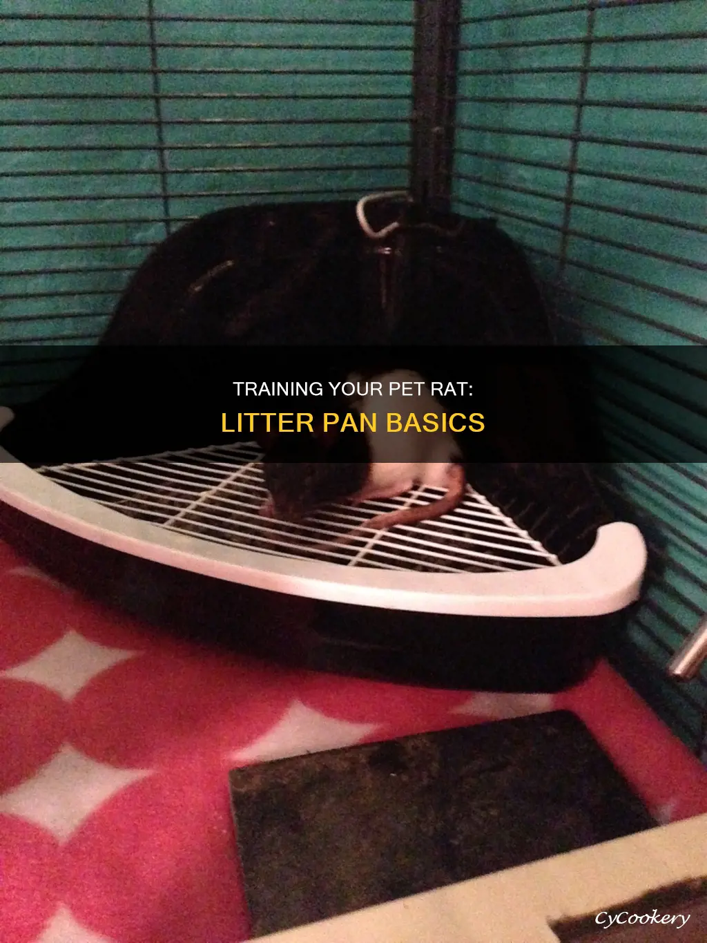 how to litter pan train a rat
