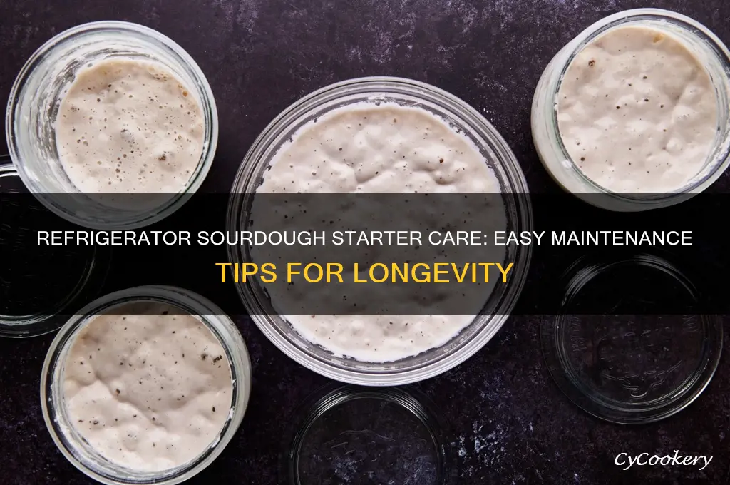 how to maintain sourdough starter in refrigerator